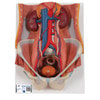 Dual Sex Urinary System Anatomy Model 6 Parts
