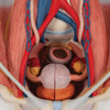 Dual Sex Urinary System Anatomy Model 6 Parts