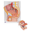 Male Pelvis Model in Median Section, 2-Parts, Light Skin