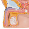 Male Pelvis Model in Median Section, 2-Parts, Light Skin