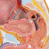 Male Pelvis Model in Median Section, 2-Parts, Light Skin
