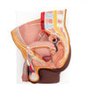 Male Pelvis Model in Median Section, 2-Parts, Dark Skin