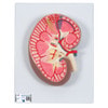 Kidney Section Anatomy Model 3 Times