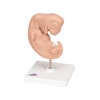 25 Times Life-Size Embryo Anatomy Model