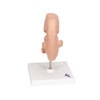 25 Times Life-Size Embryo Anatomy Model