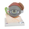 5 Times Full-Size Human Eye Anatomy Model 8 Parts