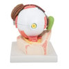 5 Times Full-Size Human Eye Anatomy Model 8 Parts