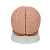 Introductory Human Brain Anatomy Model 2 Parts