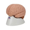 Introductory Human Brain Anatomy Model 2 Parts
