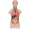 Mini Desktop Human Torso Anatomy Model 12 Parts