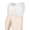 Upper Triple-Root Molar Tooth Anatomy Model