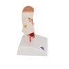 Desktop Human Ear Anatomy Model