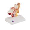 Desktop Human Ear Anatomy Model