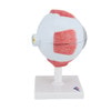 5 Times Full-Size Human Eye Anatomy Model 6 Parts