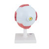 5 Times Full-Size Human Eye Anatomy Model 6 Parts