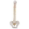 Classic Flexible Human Spine Anatomy Model