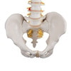 Classic Flexible Human Spine Anatomy Model