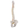 Classic Flexible Human Spine Anatomy Model