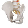 Classic Flexible Human Spine Anatomy Model