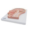 Median Section Of Human Head Anatomy Model