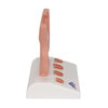 Miniature Prostate Anatomy Model