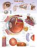 The Eye Laminated Anatomical Chart