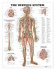 The Nervous System Anatomical Chart