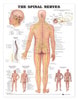 Spinal Nerves Anatomical Chart
