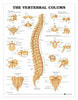 Vertebral Column Anatomical Chart
