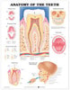 Anatomy Of The Teeth Laminated Anatomical Chart