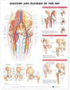 Anatomy and Injuries Of The Hip Laminated Anatomical Chart