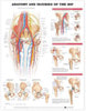 Anatomy and Injuries Of The Hip Laminated Anatomical Chart