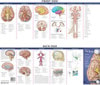Illustrated Pocket Anatomy - Anatomy Of The Brain Study Guide - 2nd Edition