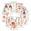 Systems of the Body Laminated Anatomy Chart Set