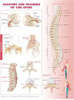 Anatomy and Injuries of the Spine Laminated Anatomical Chart