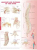 Anatomy and Injuries of the Spine Laminated Anatomical Chart