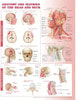 Anatomy and Injuries of the Head and Neck Laminated Anatomical Chart