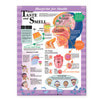 Your Taste and Smell Laminated Anatomical Chart