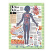 Your Heart and Blood Laminated Anatomical Chart