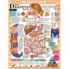 Your Digestive System Laminated Anatomical Chart