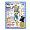 Your Skeleton Laminated Anatomical Chart
