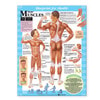Your Muscles Laminated Anatomical Chart