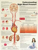 Understanding High Blood Pressure Laminated Anatomical Chart - 2nd Edition