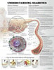 Understanding Diabetes Laminated Anatomical Chart - 3rd Edition