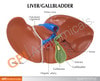 Liver And Gallbladder Anatomy Model