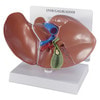 Liver And Gallbladder Anatomy Model