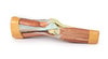 3D Printed Lower Limb Musculature