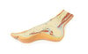 3D printed foot. Full view. Exposed bone and soft tissue.