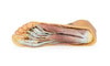 3D printed foot. Exposed muslces and nerves. Bottom angle.