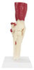 Muscled Knee Joint Anatomy Model